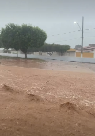 Cipó por Reprodução