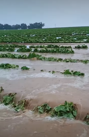 Ribeira do Amparo por Reprodução