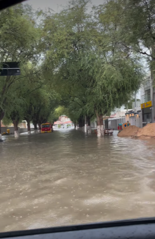 Cipó por Reprodução