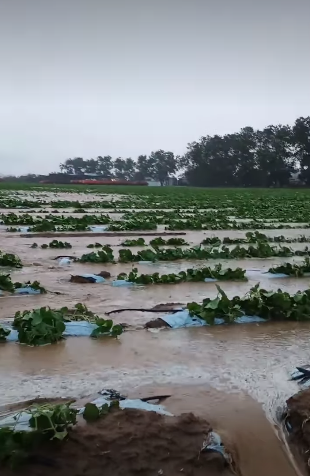 Ribeira do Amparo por Reprodução