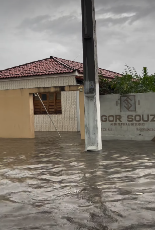 Cipó por Reprodução