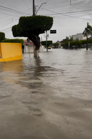 Cipó por Reprodução