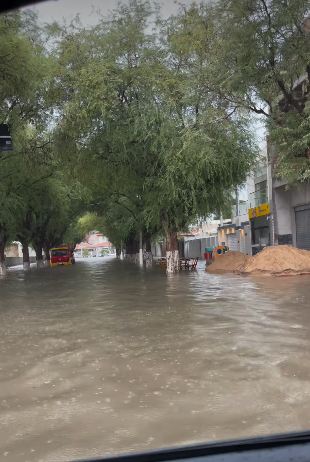 Cipó por Reprodução