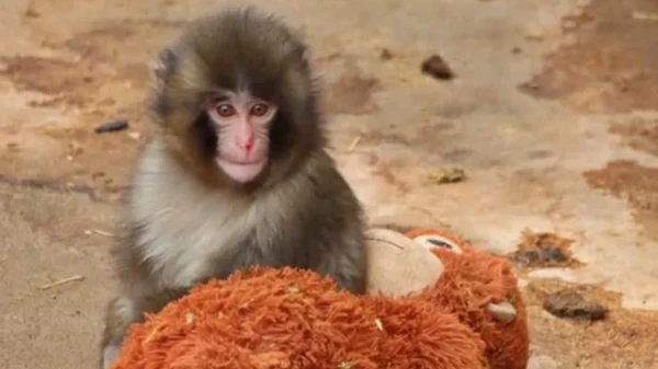História do macaquinho comoveu a web por Reprodução