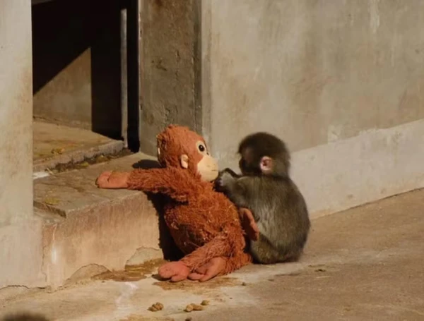 História do macaquinho comoveu a web por Reprodução