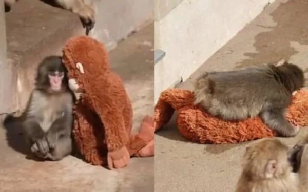 História do macaquinho comoveu a web por Reprodução