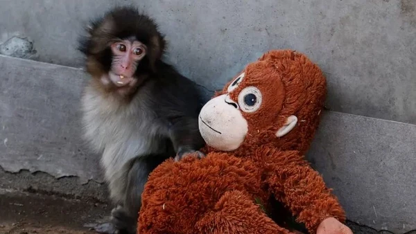 História do macaquinho comoveu a web por Reprodução