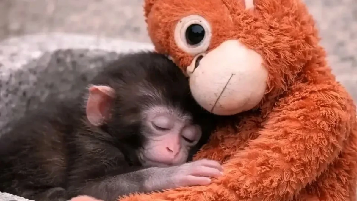História do macaquinho comoveu a web