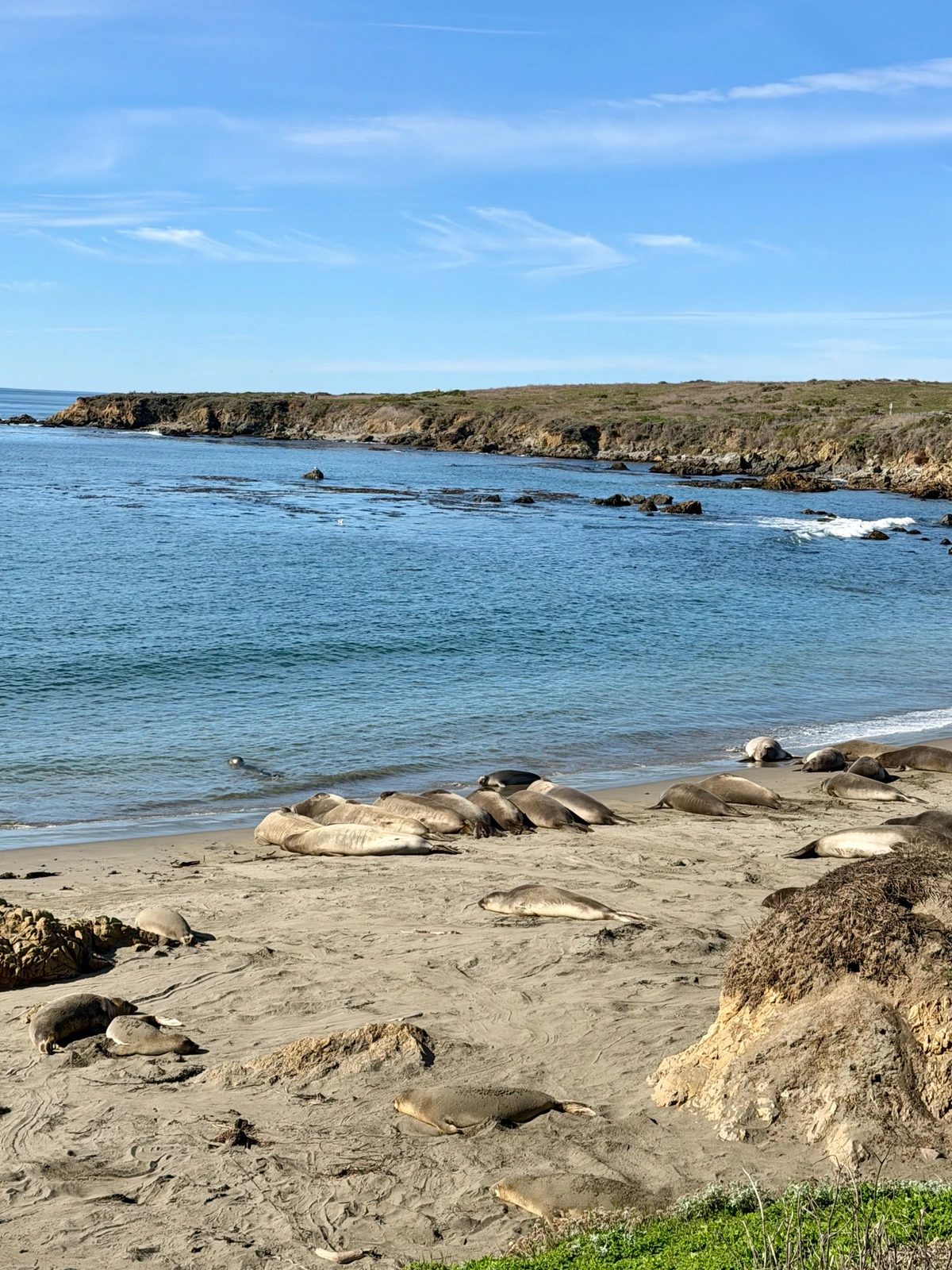 Elefantes marinhos na praia de Piedras Blancas por Antônio Meira Jr.