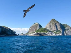 Imagem - Xiu, não espalha: planta considerada extinta é descoberta após 100 anos em ilha no Brasil