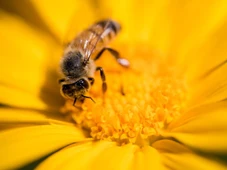 Imagem - Ciência prova que aliança entre abelhas e elefantes reduziu conflitos e mortes em lavouras