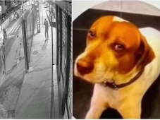 Imagem - Polícia identifica soldado da PM como autor dos sete tiros que mataram cachorro caramelo