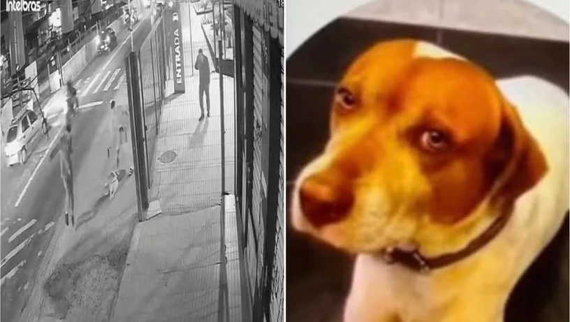 Imagem - Polícia identifica soldado da PM como autor dos sete tiros que mataram cachorro caramelo