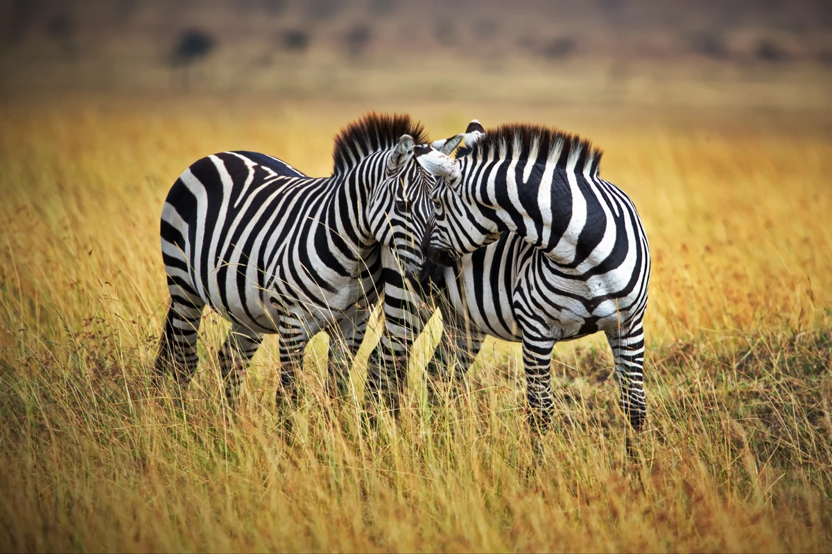 Zebras por Shutterstock/Reprodução