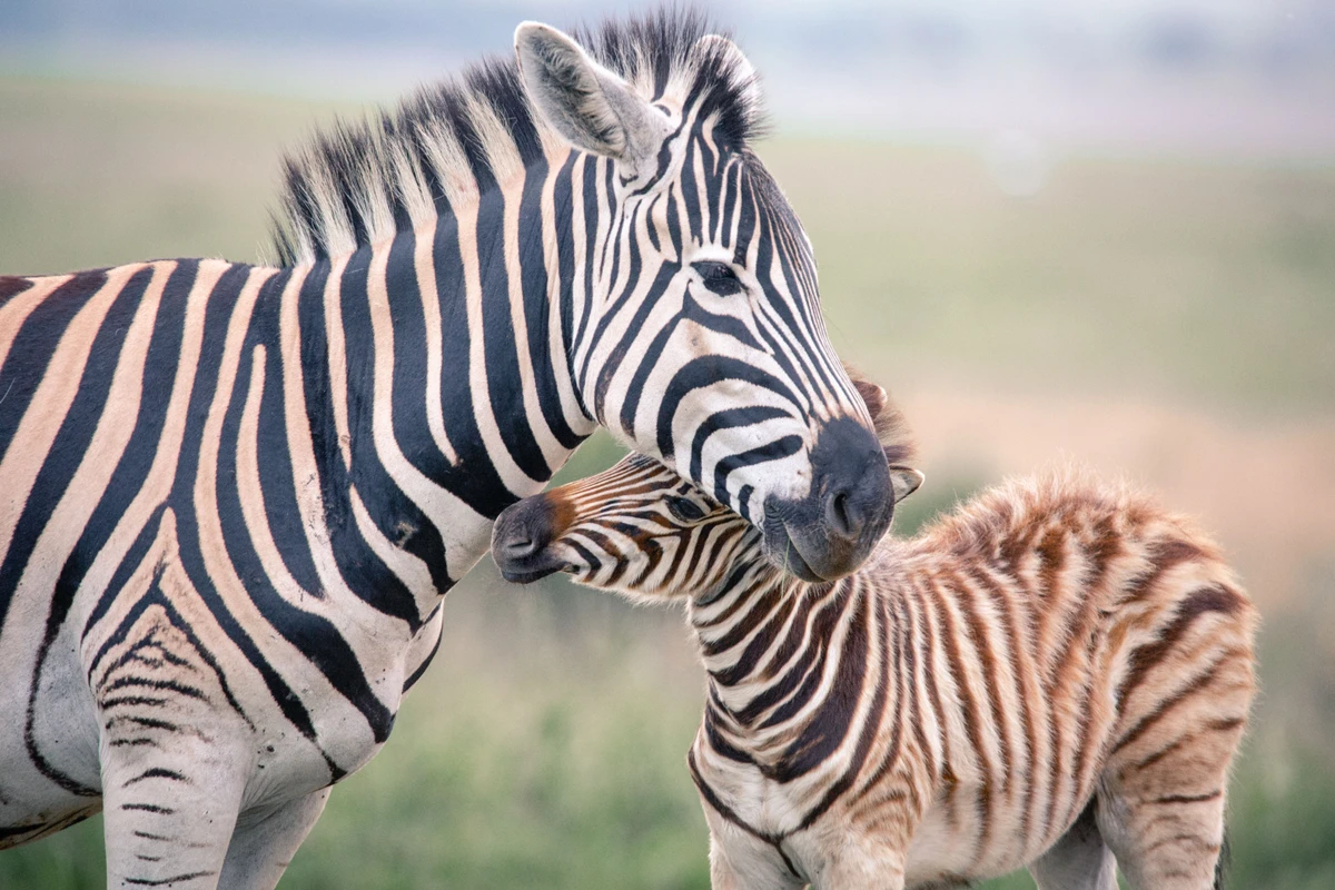 Zebras por Shutterstock/Reprodução