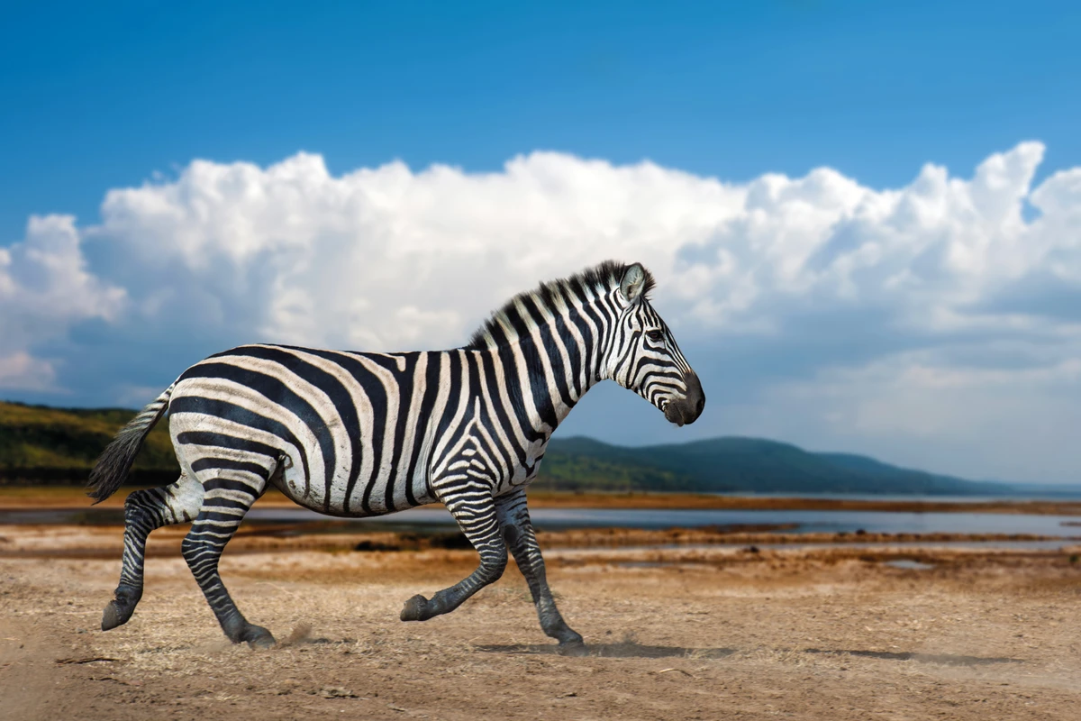 Zebras por Shutterstock/Reprodução
