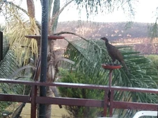 Imagem - Café mais caro do mundo saem das fezes do jacu e pode custar R$ 1 mil o quilo