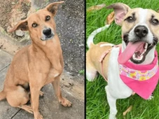 Imagem - Confira sete lugares para adotar cachorros e gatos em Salvador