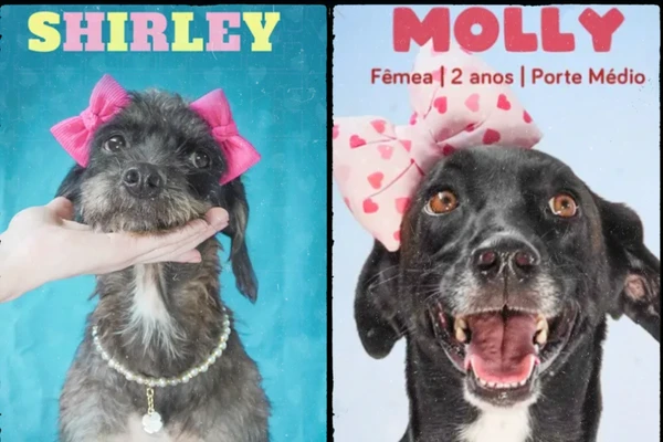 Abrigo que atua no resgate e adoção de cães em Salvador. Atualmente informa que está lotado e reforça pedidos por adoção responsável. Não possui gatil. por Reprodução / Redes sociais