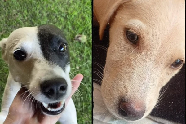 Adotar Salvador  - Instagram: @adotarsalvador por Reprodução 