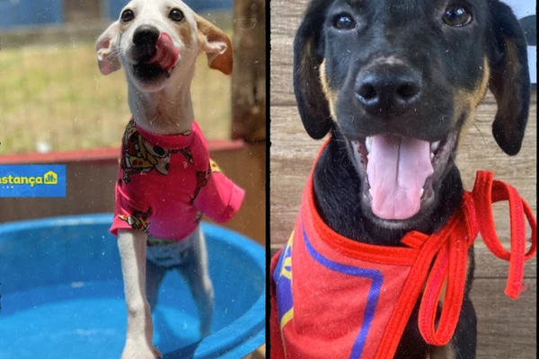 Animais do Doce Lar  - Instagram: @adocaodocelar10 por Animais do Doce Lar 