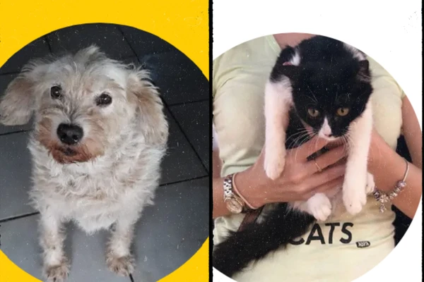 Associação Brasileira Protetora dos Animais – seção Bahia  Instagram: @abpabahia por Reprodução / ABPA