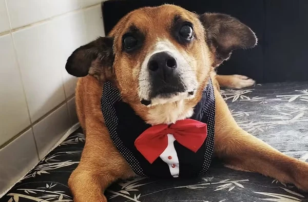 Cãozinho Gordo, o mais antigo em abrigo, é adotado e ganha uma família