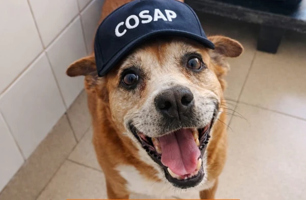 Cãozinho Gordo, o mais antigo em abrigo, é adotado e ganha uma família por Divulgação