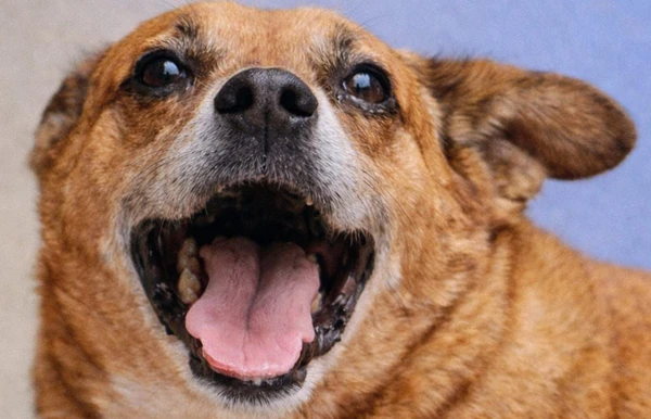 Cãozinho Gordo, o mais antigo em abrigo, é adotado e ganha uma família por Divulgação