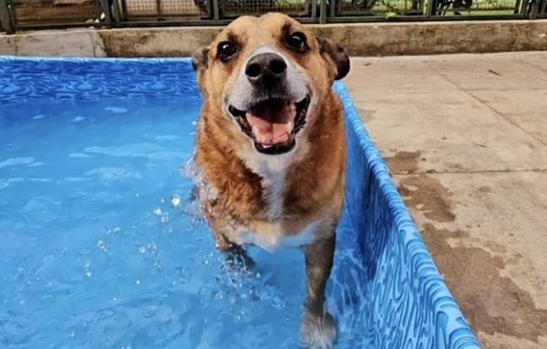 Cãozinho Gordo, o mais antigo em abrigo, é adotado e ganha uma família por Divulgação