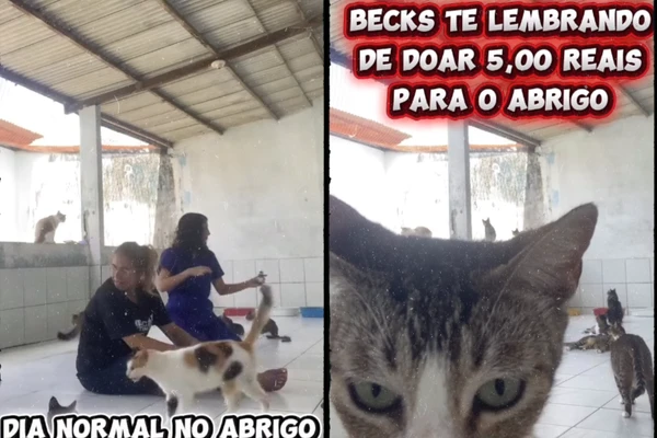 Fundada em 1949, a ABPA é uma das pioneiras na proteção animal na Bahia. Mantém o Abrigo São Francisco de Assis, que acolhe centenas de cães e gatos resgatados de maus-tratos e abandono em Salvador e disponíveis para adoção. por ABPA 