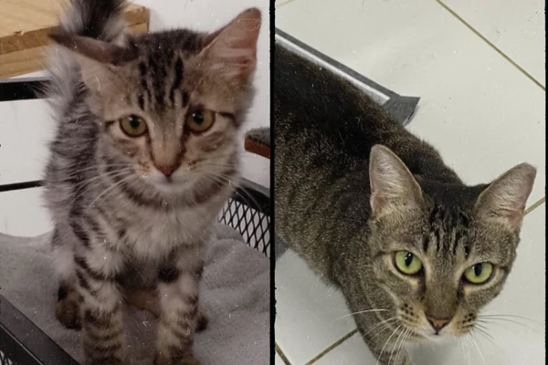 Gatil Irmã Francisca  - Instagram: @gatilirmafrancisca por Gatil Irmã Francisca 