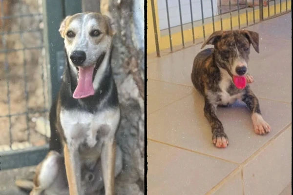 Instituto Marina Adota - Instagram: @marina.adota por Reprodução 