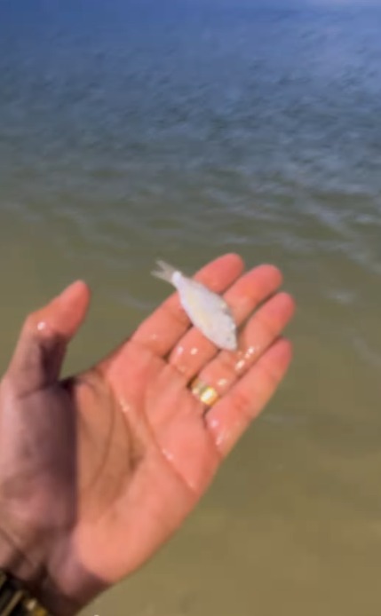 Líquido azul e amarelo surge em praia de Salvador e peixes aparecem mortos; Inema investiga contaminação por Reprodução 