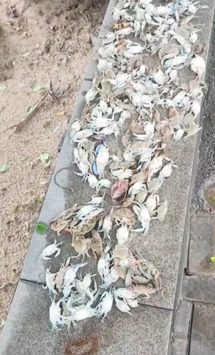 Líquido azul e amarelo surge em praia de Salvador e peixes aparecem mortos; Inema investiga contaminação por Reprodução 