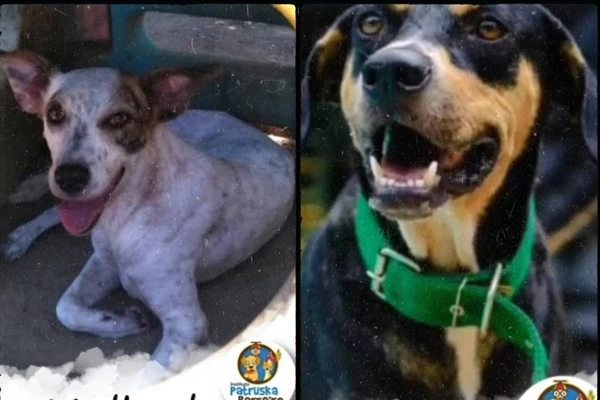 ONG com 29 anos de atuação na causa animal. Também realiza atendimento veterinário e promove ações voltadas ao bem-estar dos animais. por Reprodução 