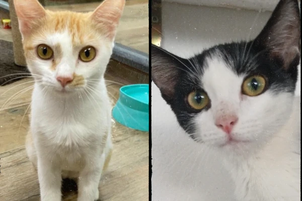 Organização dedicada à adoção de gatos em Salvador. Atualmente informa que não pode acolher novos animais, mas mantém dezenas de felinos sob seus cuidados com apoio de doadores. por Reprodução 