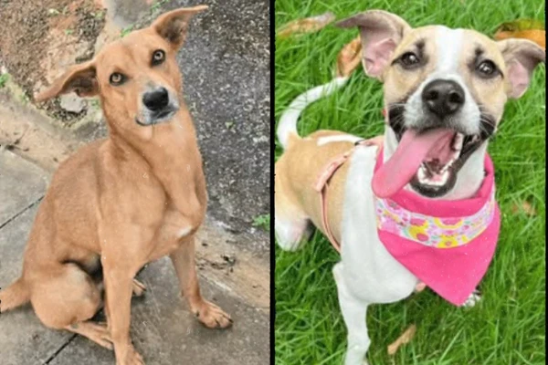 Perfil que divulga pets para adoção em Salvador e conteúdos sobre causa animal. Informa que não é ONG e não possui abrigo.