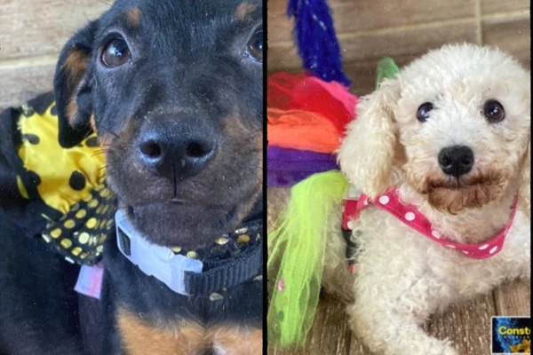 Projeto de divulgação de animais resgatados para adoção em Salvador, com contato direto com os responsáveis pelos pets. por Reprodução 