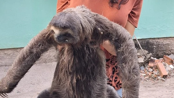 Visita inusitada: bicho-preguiça é encontrado em campus do Ifba