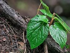 Imagem - Planta declarada extinga encontra 'esconderijo perfeito' e é vista no litoral de São Paulo