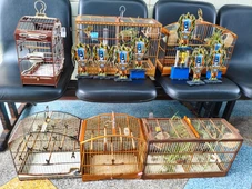 Imagem - Operação resgata aves silvestres e prende três homens na Praia do Flamengo