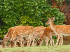 Imagem - Detalhe inesperado: ciência alerta para novo invasor de 100 kg no Pantanal