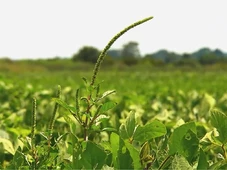 Imagem - Caruru Gigante acende alerta e preocupa produtores do Noroeste de SP