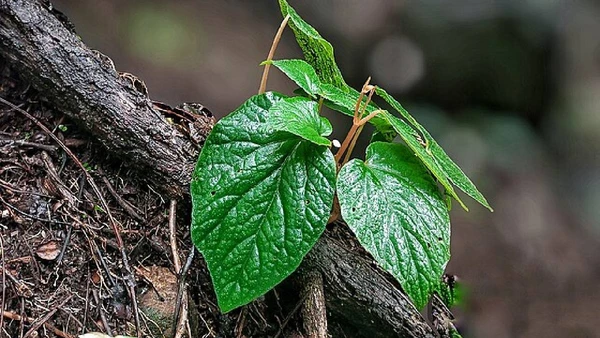 A Begonia larorum não aparecia em registros oficiais desde a década de 1920