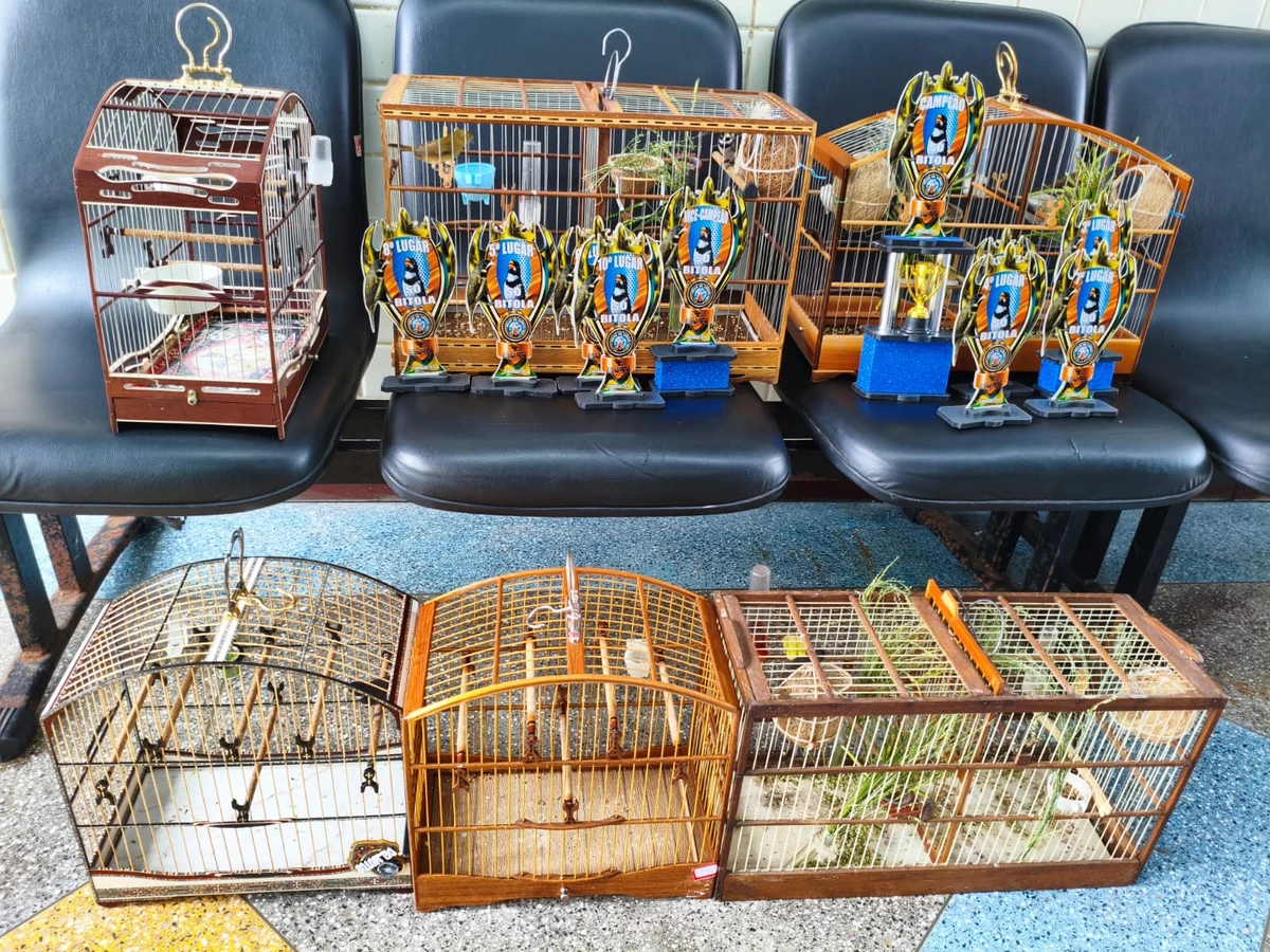 Aves silvestres foram resgatadas em Salvador