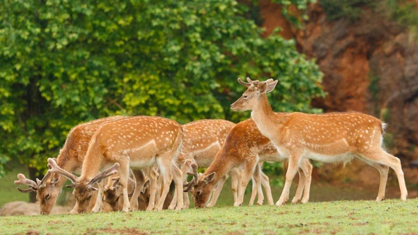 Chital registrado na região do Nabileque, no Pantanal, onde a espécie foi flagrada atacando bovinos e ampliando sua área de ocorrência no Brasil.