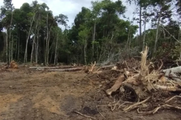 Crime ambiental em Porto Seguro por Divulgação