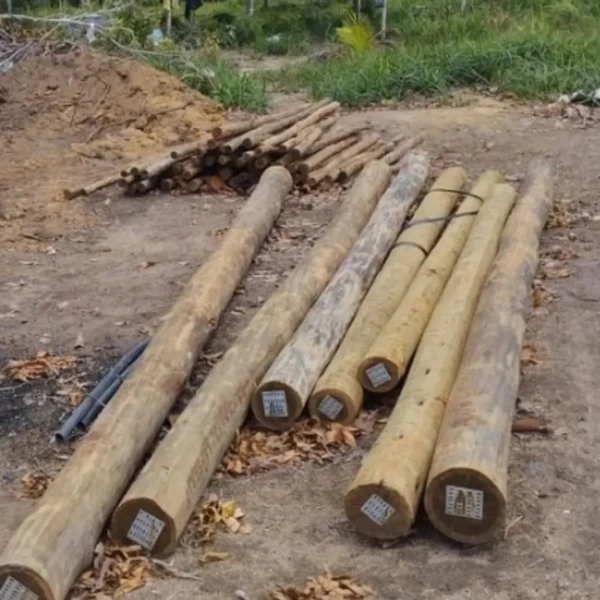 Crime ambiental em Porto Seguro por Divulgação