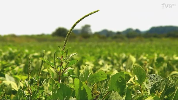 Espécie resistente cresce rápido e pode causar perdas severas nas lavouras